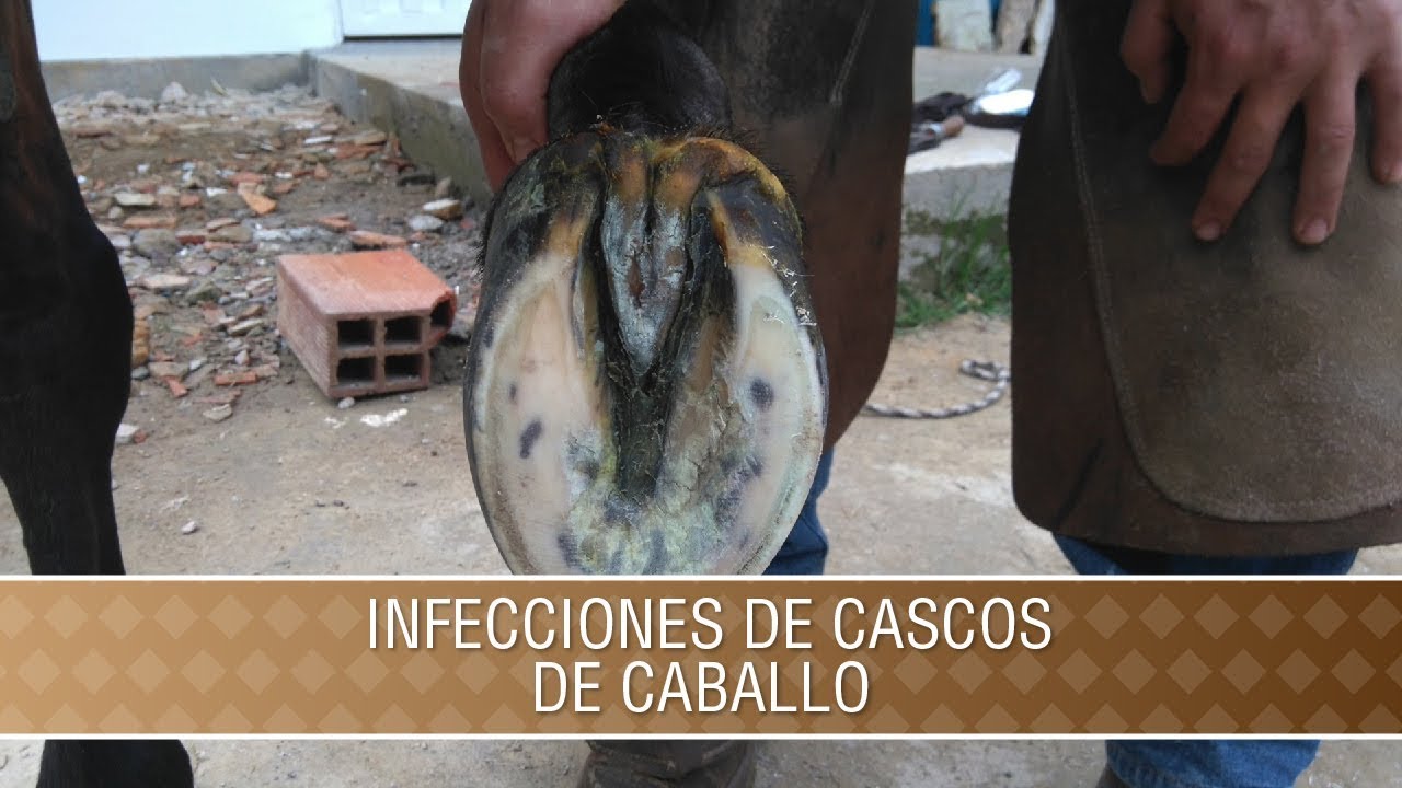 Infecciones de Cascos en Caballos - TvAgro por Juan Gonzalo Angel Restrepo