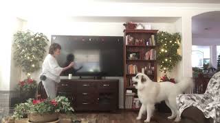 Oliver! Trick Dog Champion Great Pyrenees