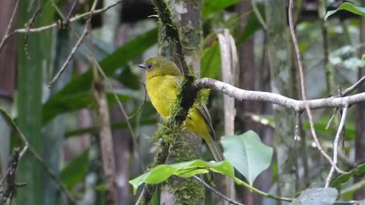 Bornean Whistler, Pachycephala hypoxantha, Mt Kinabalu, Sabah, Borneo, Malaysia, 18 May 2025