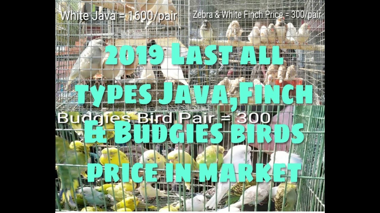 2019 LAST ALL TYPES JAVA FINCH & BUDGIES BIRDS PRICE IN KOLKATA BIRDS ...