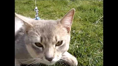 Watch the video about Blue Abyssinian cat Boy, one year, like a wolf !