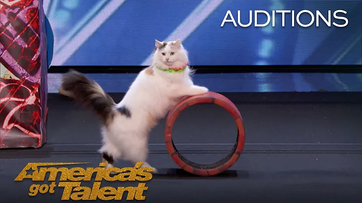 The Savitsky Cats: Super Trained Cats Perform Exci...