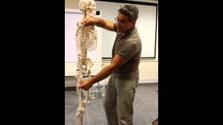 Peripheral Nervous System For Massage Therapists