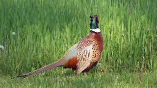 Ringneck cock pheasant crowing screenshot 5