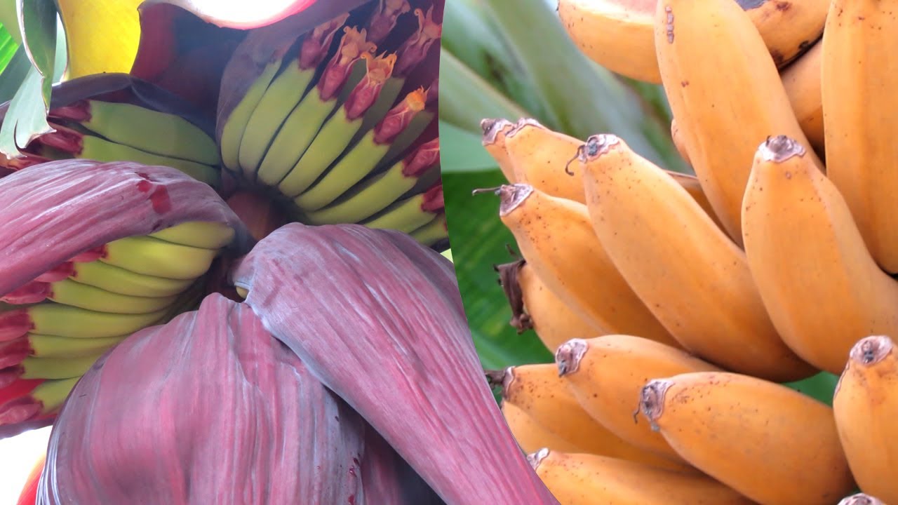 Grow Bananas in Southern California YouTube