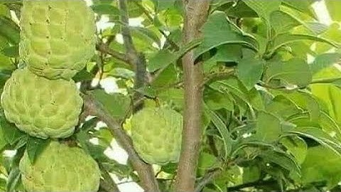 Custard Apples