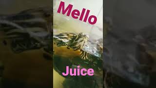 my turtles names🤩💖😯🥇