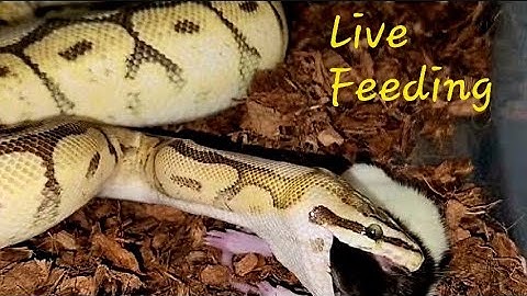 Squealing Rat Trapped / Warning Python Live Feeding