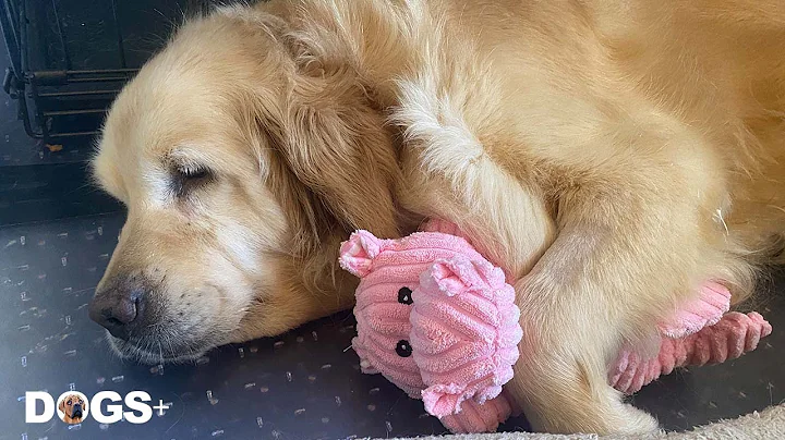 Rescued Golden Retriever Puppy Mill Dog Treats Toy...