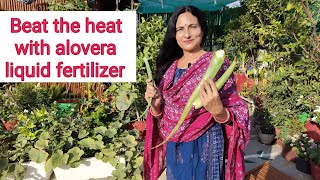 एलोवेरा तरल उर्वरक के साथ गर्मी को मात दें | Beat the heat with  alovera liquid fertilizer