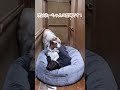 大型犬が3頭いる廊下で寝ながらパパが他の兄妹を愛でてたら…#shorts