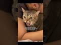 Punya Bantal Empuk Tapi Berisik #shorts #animals #cat #kucing #funny #pets #kitten #lucu