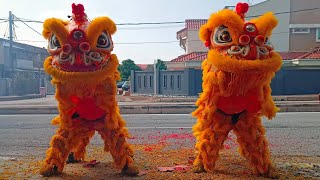 Traditional Double Lion Dance visit Big Boss House.