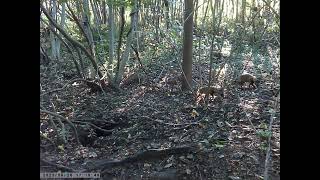 Juvenile Japanese Raccoon Dog Picks up a Fallen Leaf Somehow on the Forest Floor by sigma1920HD 8 views 2 days ago 49 seconds