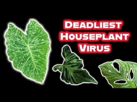 The Truth About Mosaic Virus in Houseplants