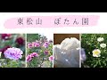 大きな牡丹がいっぱい咲いてる東松山ぼたん園