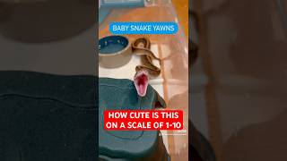 How CUTE is this baby Ball Python YAWN😍