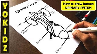 How to draw URINARY SYSTEM easily