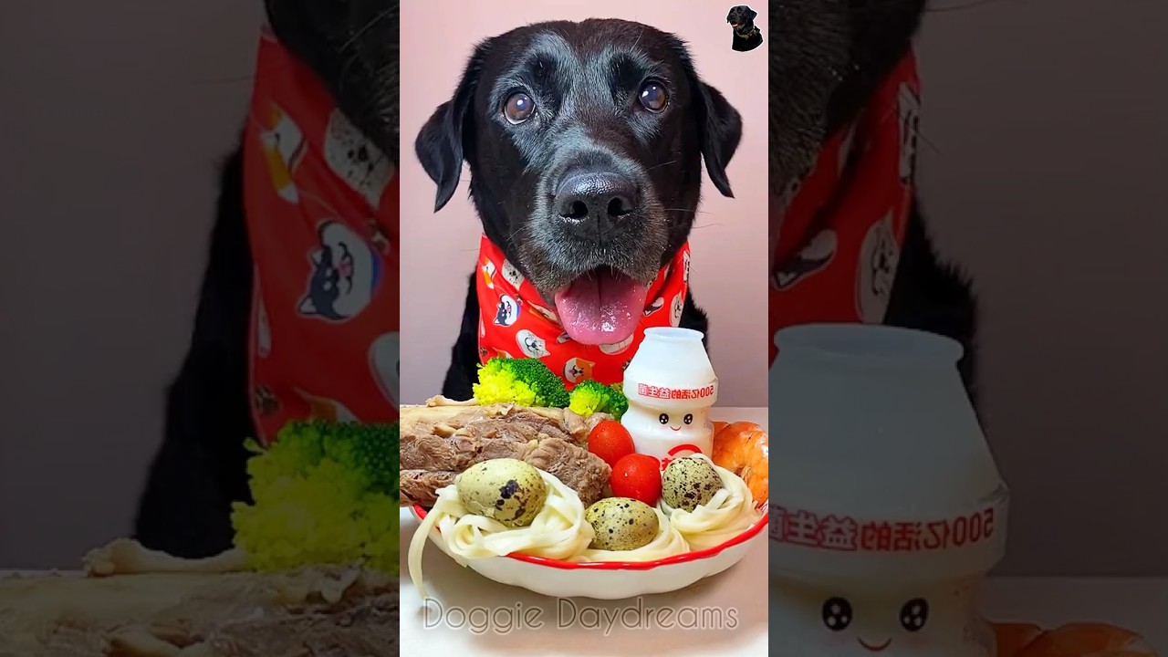 The daily life of my cute dog 