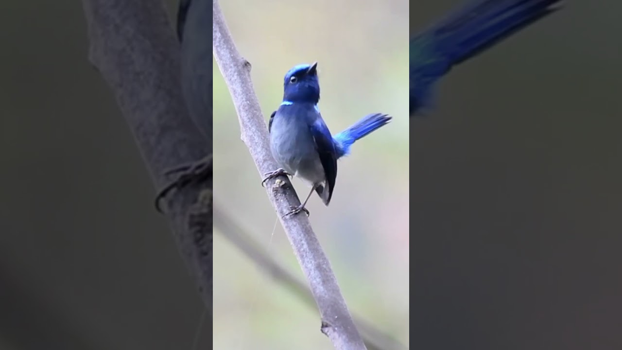 Small Niltava Singing