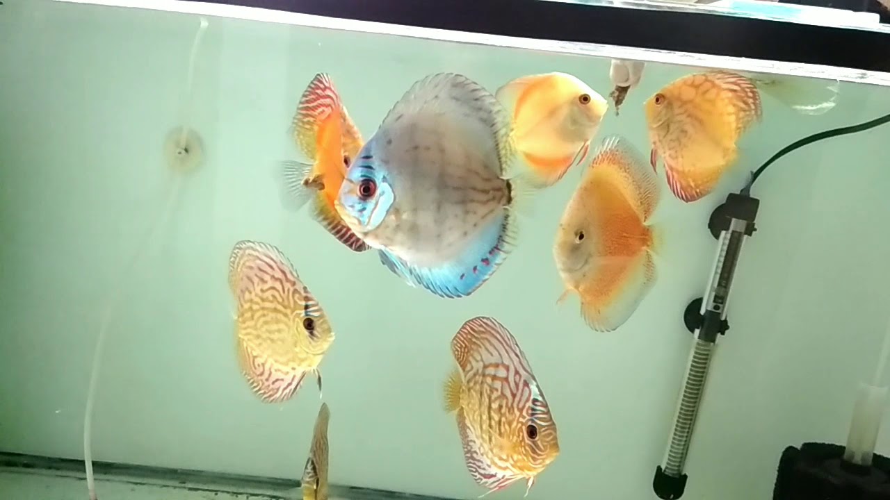 Aquafish lover video 4 How to feed discus fish. YouTube
