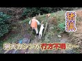 【狩猟】猟犬見習いカシンがイノシシを追いかけて行方不明に…。【有害駆除】