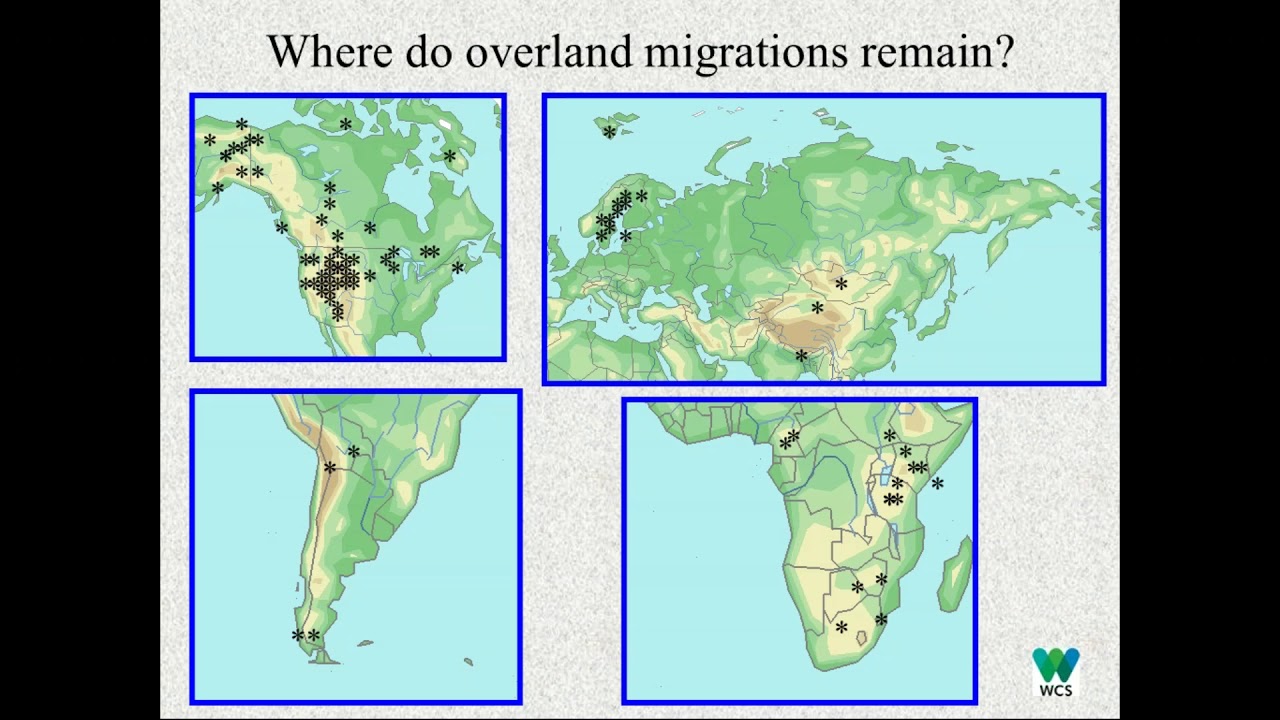 Long Distance Migration C2 Webinar: Connected Conservation protecting long distance migrations ...
