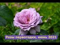 Мои новые розы первогодки июнь 2021