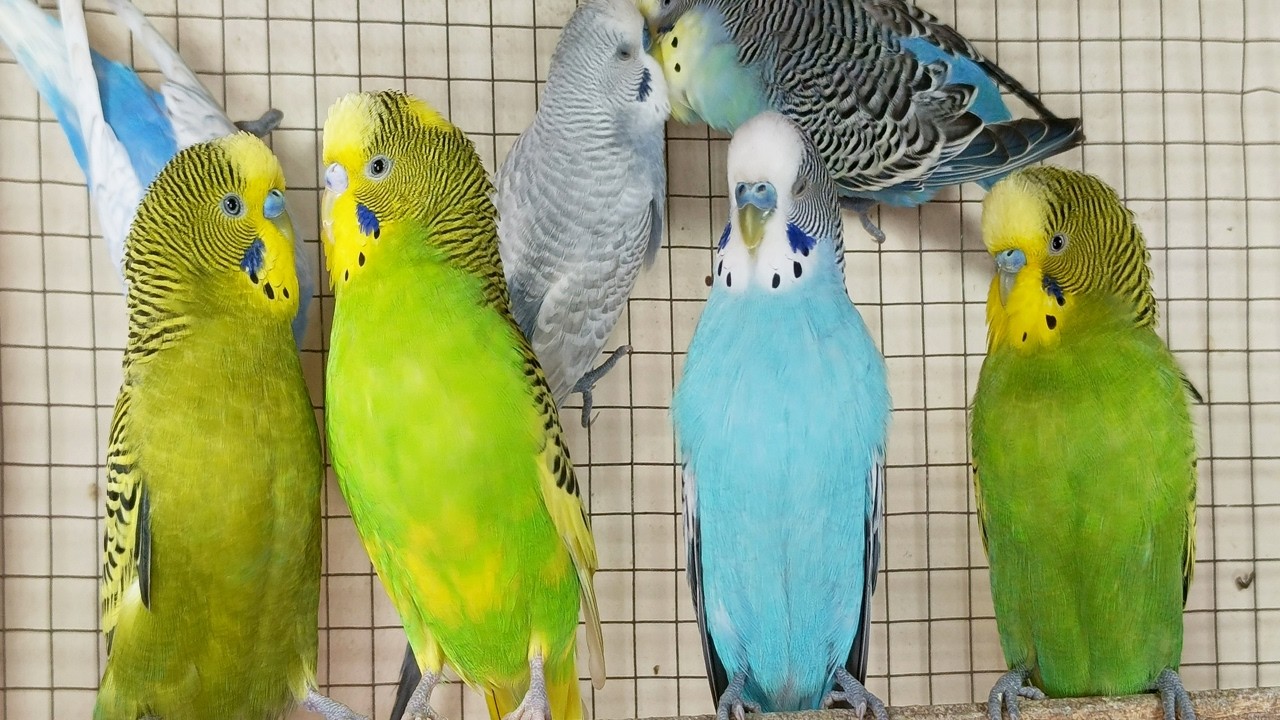 3 Hours of Parakeet Sounds to Cheer Up Your Sad Budgies 🐦💚 Comforting Bird Companionship