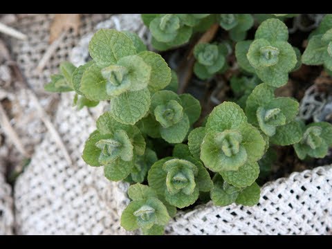 วีดีโอ: Chocolate Herb Plant - เรียนรู้วิธีการดูแลต้นช็อกโกแลตมิ้นต์