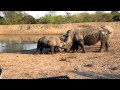 Baby Rhino plays with Dad