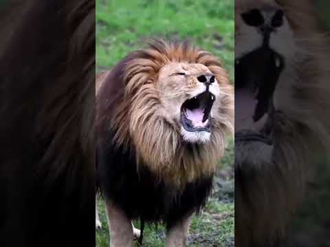 زهير ألاسد