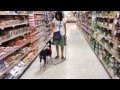 Service Dog Training - Canines 4 Hope service dog training in grocery store Service Dog Training - Canines 4 Hope service dog training in grocery store