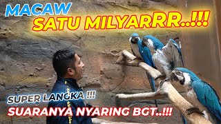 SUPER GOKIILL..!!! MACAW PALING LANGKA DIDEPAN MATA..!!! GENDANG KUPING MAU PECAH DENGER SUARANYA