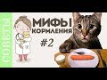 Что вы не знали о кормлении кошки?! Советы ветеринара