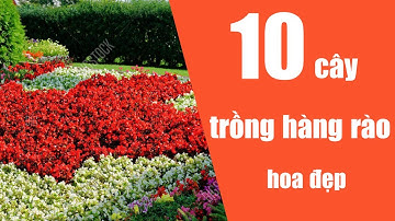TOP 10 CÂY TRỒNG HÀNG RÀO - CÂY TRỒNG VIỀN BỒN HOA ĐẸP |Cây Xanh Ngọc Trang|