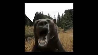 Laggy Bear Promo vrchat unity meme batidao rezcaze instagram