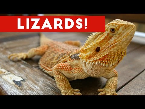 funniest-lizard-&-reptile-blooper-&-reaction-videos-of-2017-weekly-compilation-|-funny-pet-videos