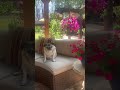 Guc the Gardener! #garden #ihavethisthingwithplants #gardendesign #gardening #gardendelight