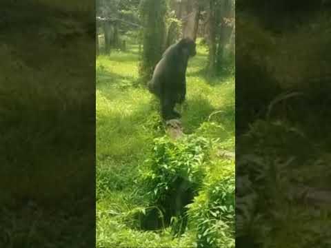 Chimpanzee attack on tourist while visiting.