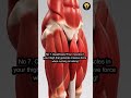 Top 10 Strongest Muscles In The Human Body #StrongestMuscles #HumanBody #BodyFacts #Anatomy #facts