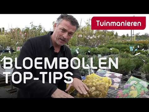 Video: Wanneer Tulpen En Lelies In De Grond Worden Geplant