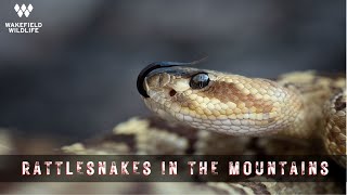 Avoiding STORMS to find Rattlesnakes! Herping Arizona