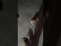 #ya andan en pelea las perritas