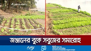 Hatirjheel Vegetable Garden, An Exceptional Initiative In The Heart Of The Busy City Hatirjheel Vegetable Field Jamuna Tv