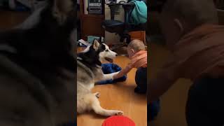 Funniest dog compilation ever😂😂 #animals #funny #dog #compilation #shorts