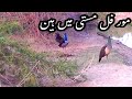 Mor ful masti men hai||