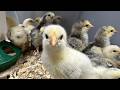 How To Hatch Your Own Chicks At Home