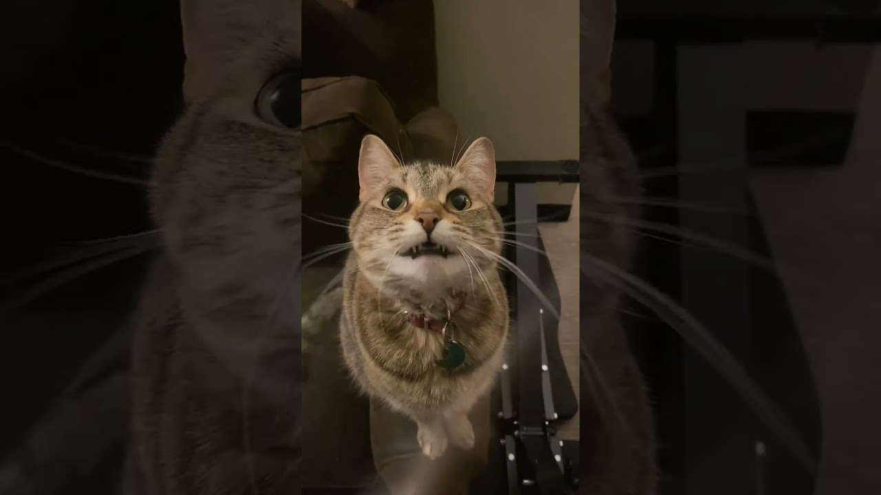 @crazy_cat_legs: Кот Морзе 🐈 