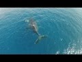 Mother and new born baby humpback whale , Maui Hawaii. filmed by drone.